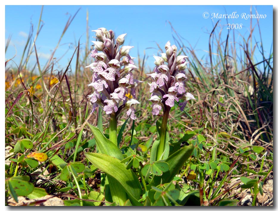 Prime fioriture di Orchis lactea nella Sicilia meridionale